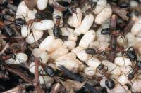 Fourmis rousses - Couvain dans une fourmilière (Formica rufa)
